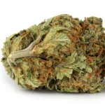 Amnesia strain