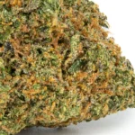 RS11 strain
